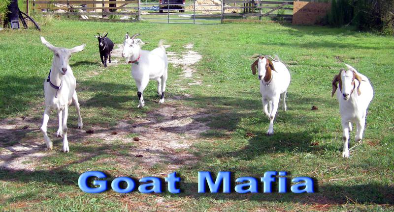 http://www.devinefarms.net/Goat_Mafia.jpg